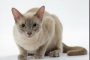 6 Panduan Cara Merawat Kucing Jamuran yang Efektif