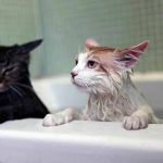 jam mandi kucing