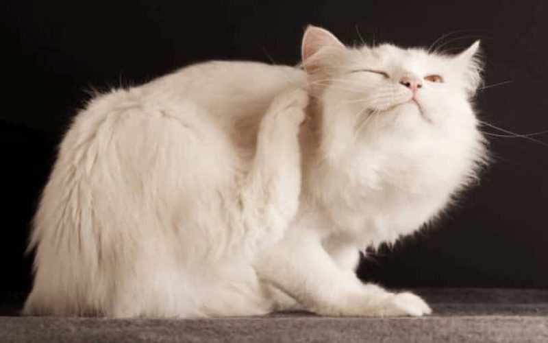 Mengenal Informasi Seputar Jamur Kucing Pada Kulit Manusia