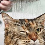 kucing mandi air dingin