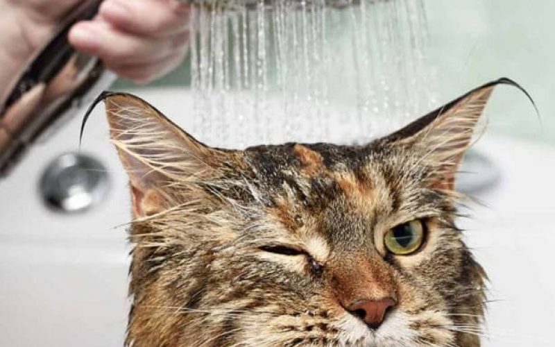 Kucing Mandi Air Dingin Bolehkah? Bagaimana Seharusnya? Simak Disini