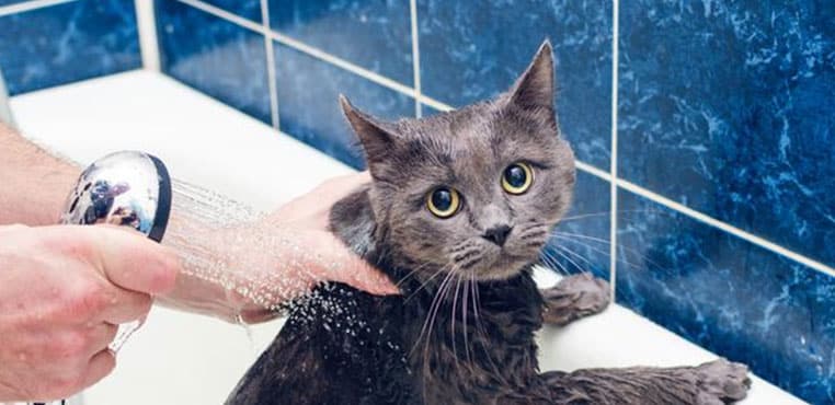 Memandikan Kucing Dengan Air Dingin