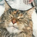 memandikan kucing dengan shampo manusia