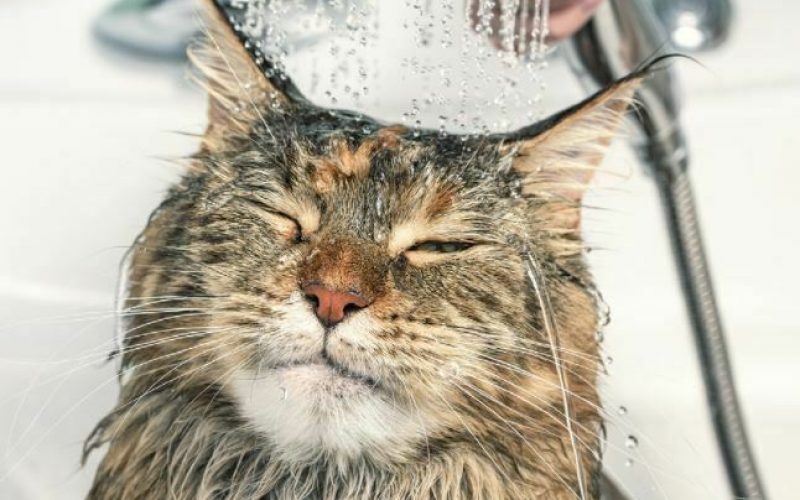 Memandikan Kucing Dengan Shampo Manusia Bolehkah?
