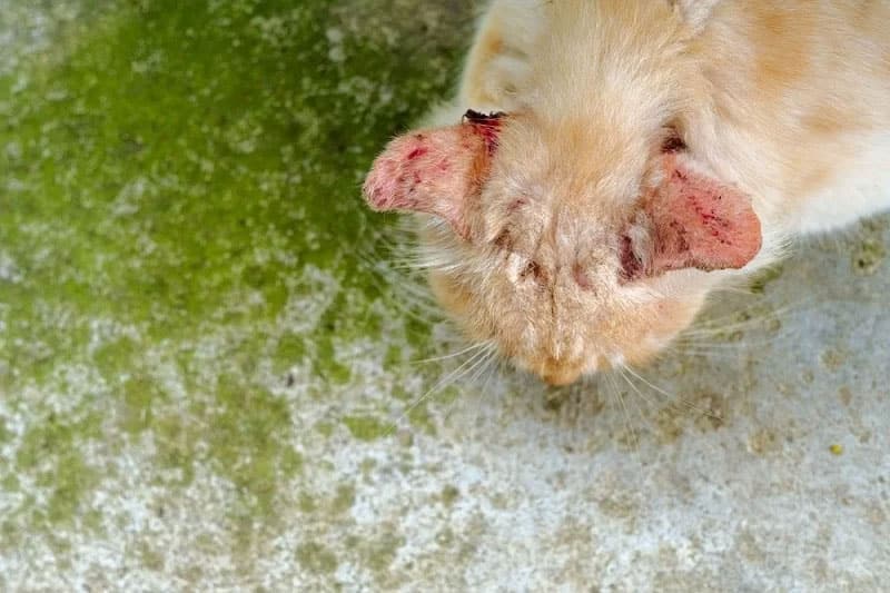 Obat Jamur Kucing