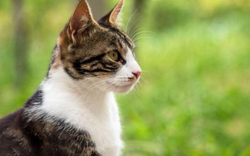 3 Penyebab Kucing Jamuran dan Tips Mencegahnya