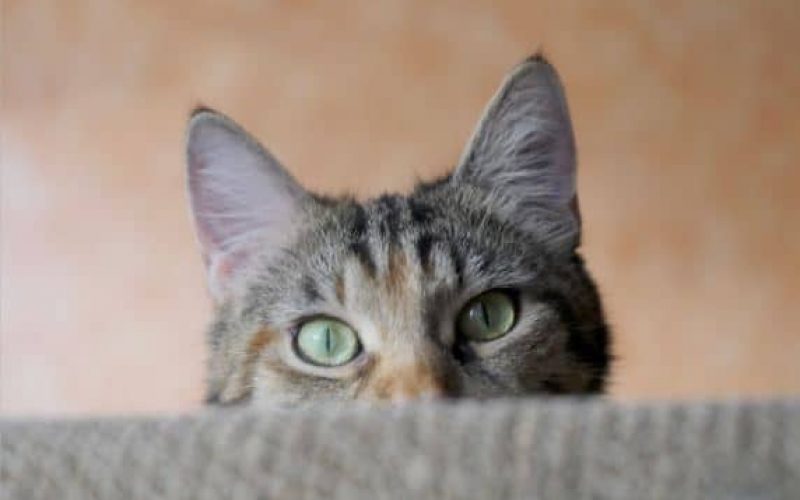 6 Solusi Telinga Kucing Berjamur Berikut Bisa Diterapkan
