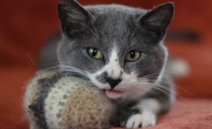 cara mengatasi kucing birahi