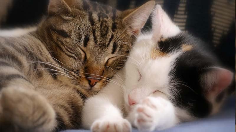 Cara Mengatasi Kucing Birahi Agar Tidak Berisik