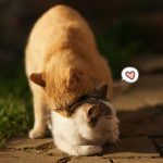 Cara Mengatasi Kucing Birahi Jantan