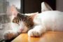 8 Ciri-Ciri Kucing Mau Melahirkan Ini Wajib Anda Pahami