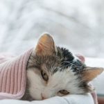mengobati kucing keracunan