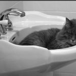 penyebab kucing tidur di kamar mandi