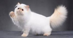 Apakah Keju Aman untuk Dimakan Kucing