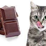 Kucing Makan Cokelat