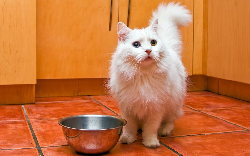 Bisakah Kucing Makan Keju? Ini Penjelasannya...