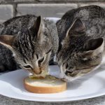 Kucing Makan Roti