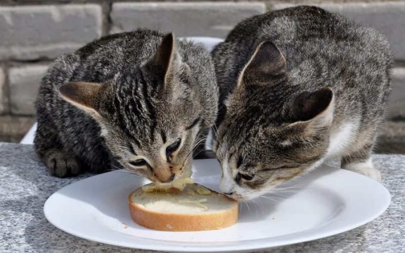Bolehkah Kucing Makan Roti? Ini Penjelasan Paling Tepat