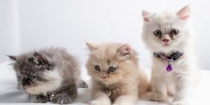 Cara Memberi Keju Pada Kucing dengan Aman