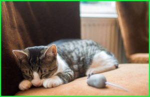 Cara Mengobati Kucing Cacingan