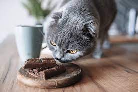 Gejala Keracunan Cokelat pada Kucing