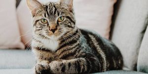 Gejala Kucing Bersin Akibat Infkesi Saluran Pernapasan Hidung Tersumbat