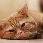 Inilah Penyebab Kucing Lemas Gak Mau Makan dan Langsung Tidur