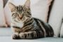 8 Solusi Kaki Kucing Bengkak yang Efektif dan Mudah