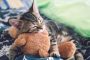 5 Penyebab Kucing Cacingan Ini Penting Diwaspadai