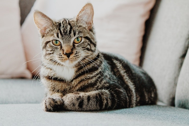 Berapa Tahun Umur Kucing Dewasa Ini Penjelasannya…