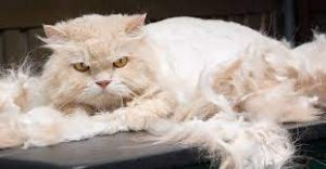 Bulu Kucing Rontok