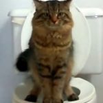 Cara Melatih Kucing PUP di Toilet Agar Terbiasa