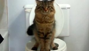 Cara Melatih Kucing PUP di Toilet Paling Cepat
