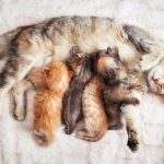 Cara Membantu Proses Kucing Lahiran dan Inilah Tanda-Tandanya