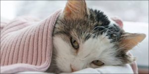 Cara Mencegah Kucing Sakit
