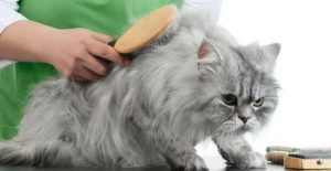 Cara Mengatasi Bulu Kucing Rontok Aman