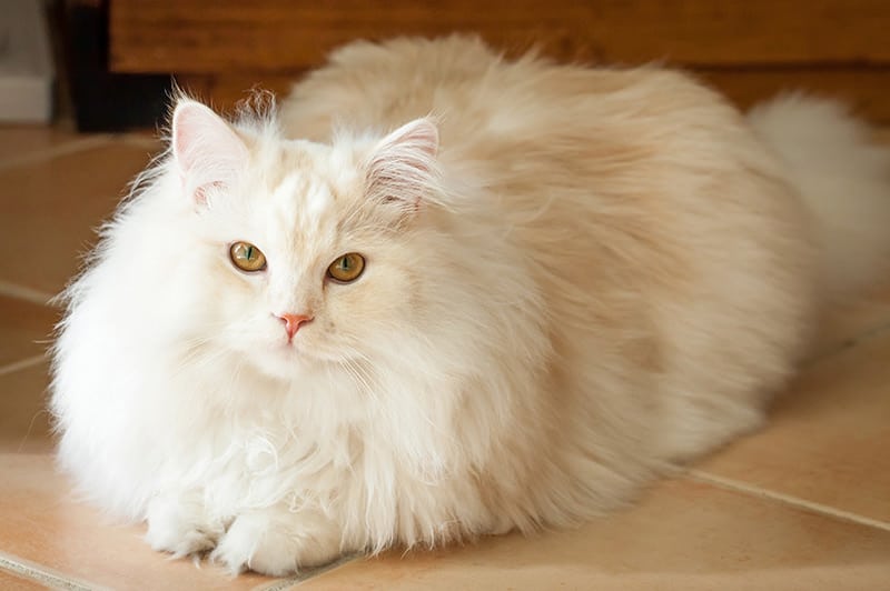Cara Mengatasi Bulu Kucing Rontok Paling Ampuh