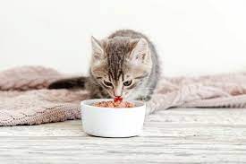 Cara Mengatasi Kucing Tidak Mau Makan Dry Food