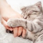 Cara Mengetahui Kucing Sakit! Ini Ciri dan Cara Mengobatinya…
