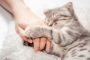 Cara Mengetahui Kucing Sakit! Ini Ciri dan Cara Mengobatinya…