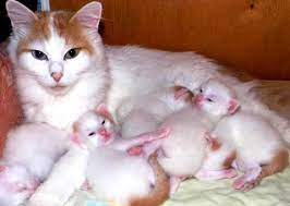 Cara Mengetahui Umur Kucing