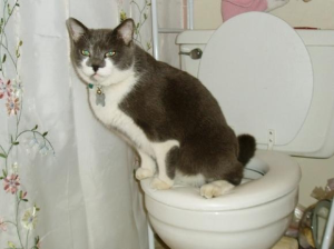 Cara Menghindari Melatih Kucing PUP di Toilet