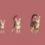 Cara Menghitung Umur Kucing paling Akurat dan Benar