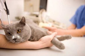 Cara Mengobati Kucing Sakit