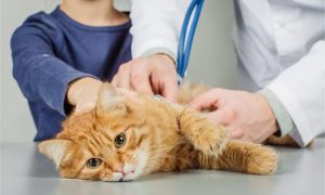 Cara Mengobati Kucing Sakit