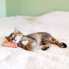 Cara Menyembuhkan Kucing Sakit