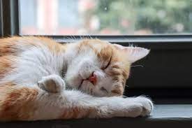 Ciri-Ciri Kucing Sakit