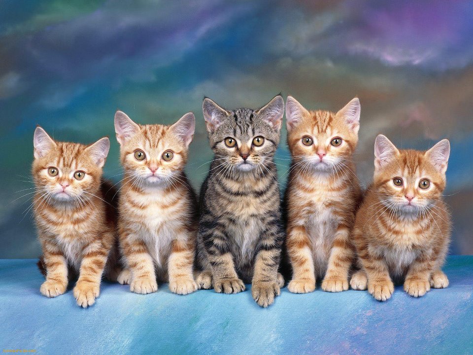 Inilah Perhitungan Umur Kucing yang Sebenarnya