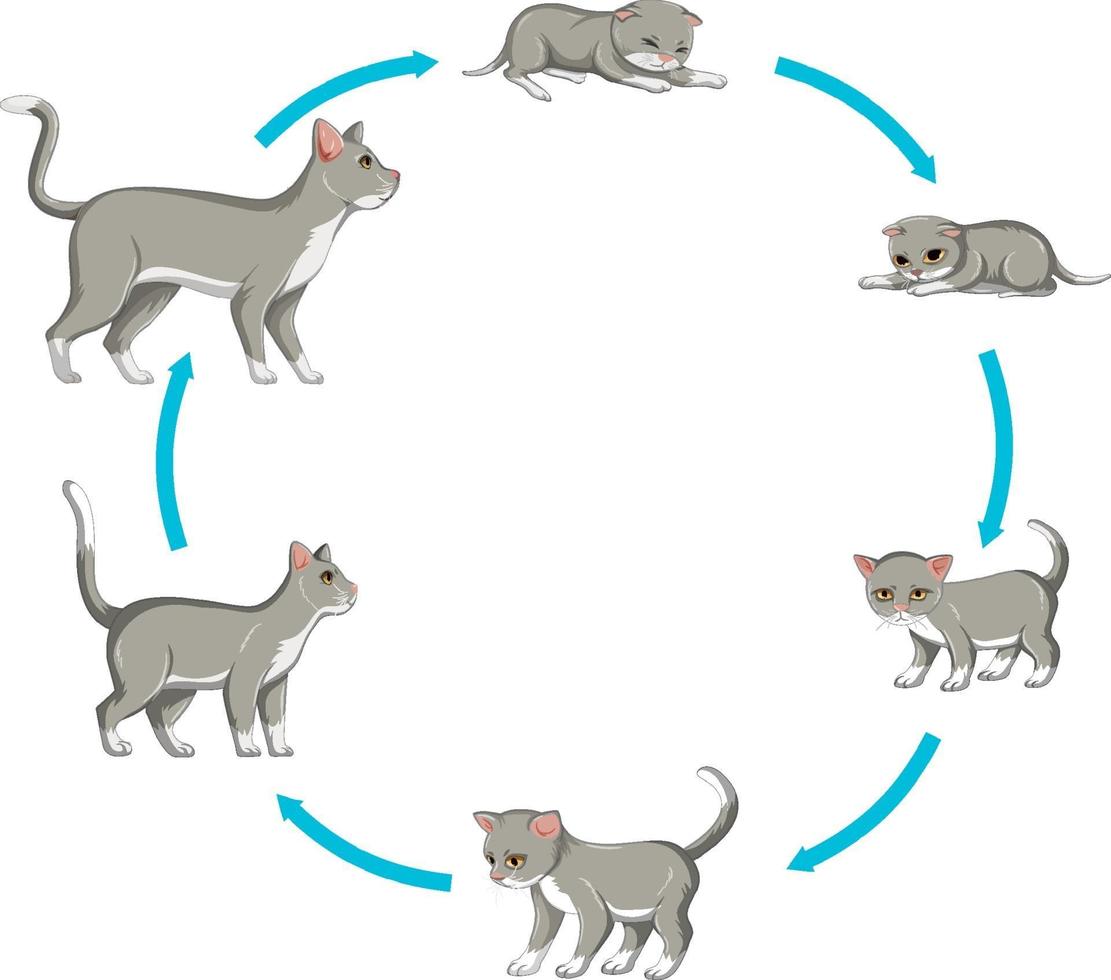 Inilah Proses Pertumbuhan dan Perkembangan kucing Paling Mudah Diketahui