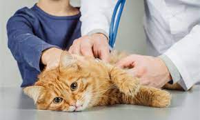 Klini Dokter Hewan